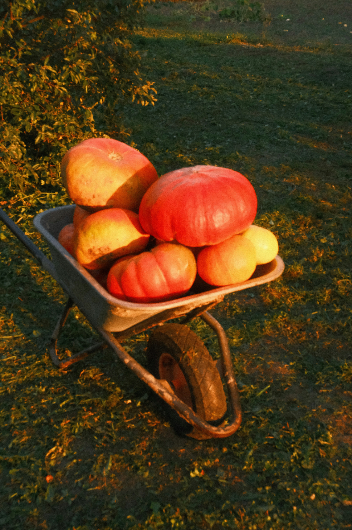 Refreshing Autumn Harvest 15.7 oz Liquid Hand Soap