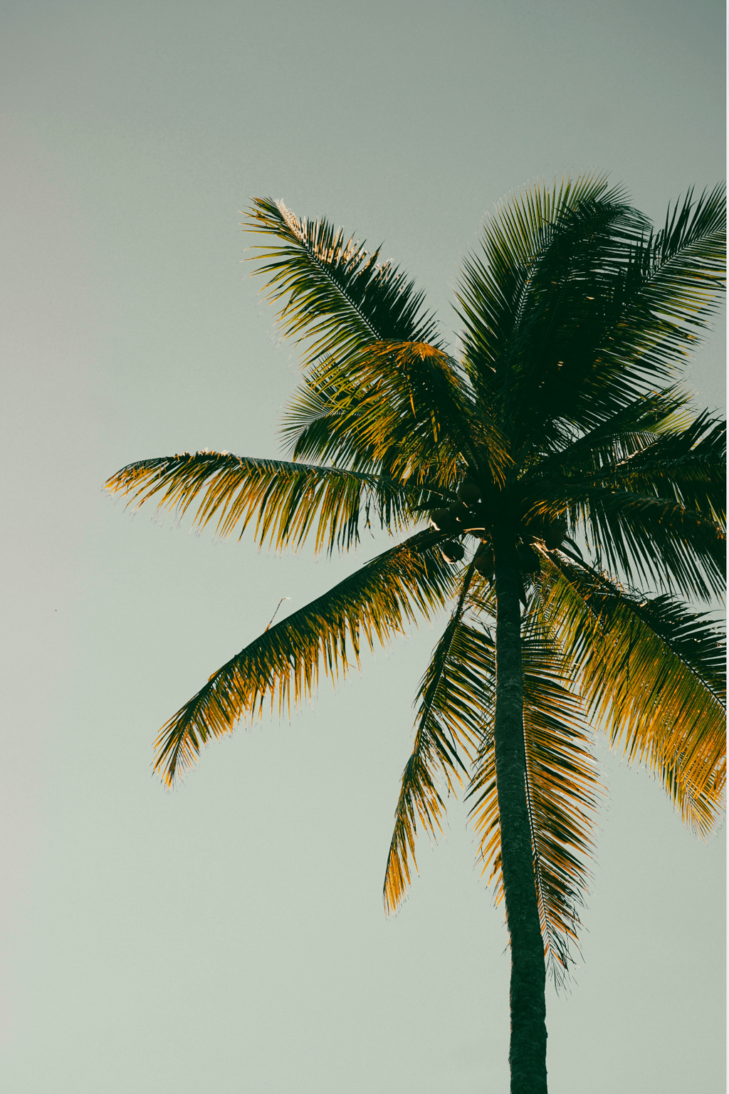 Invigorating Coconut & Palm 100 ml Room Spray