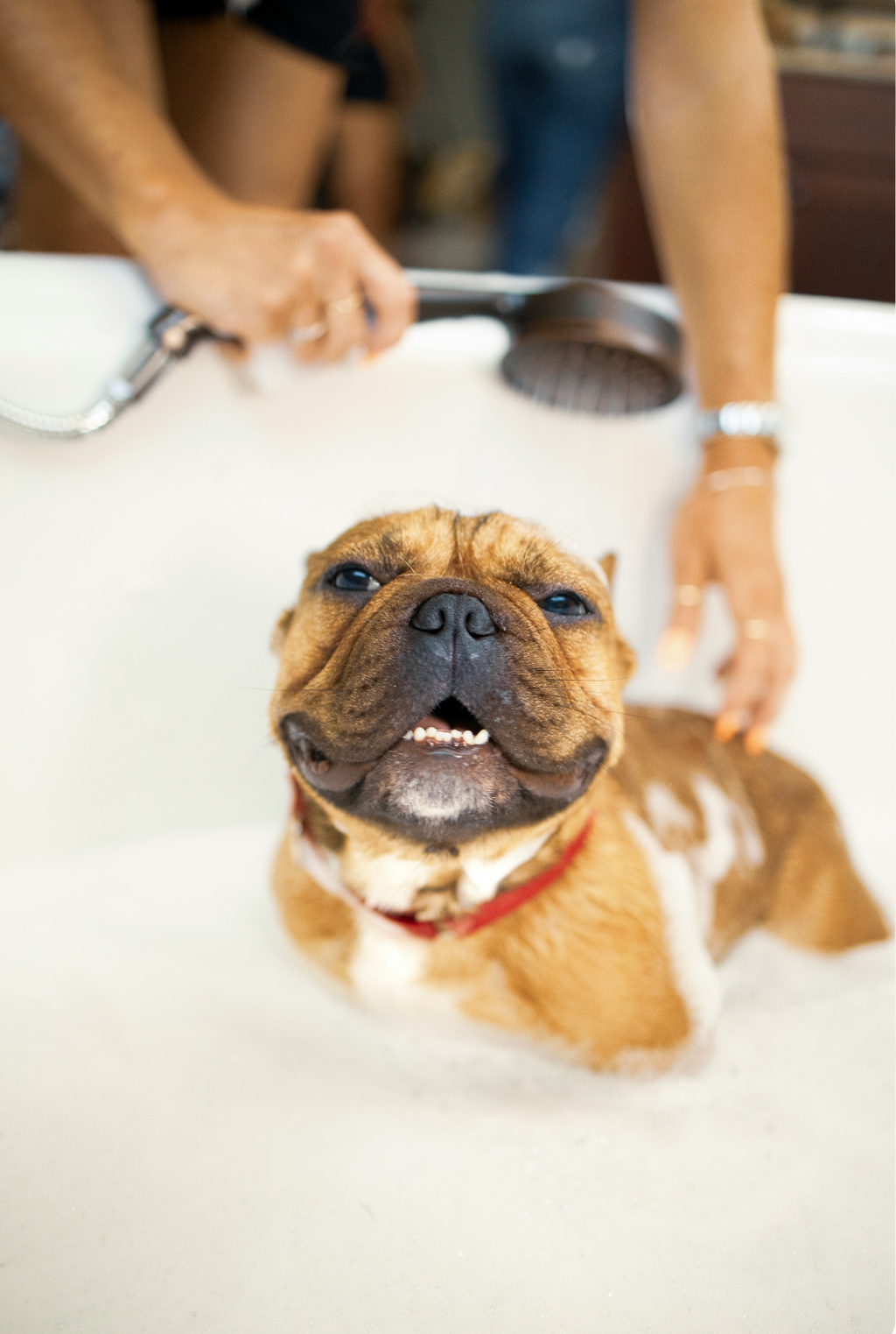 Signature Sand + Paws Pet Shampoo & Conditioner - Lavender & Aloe